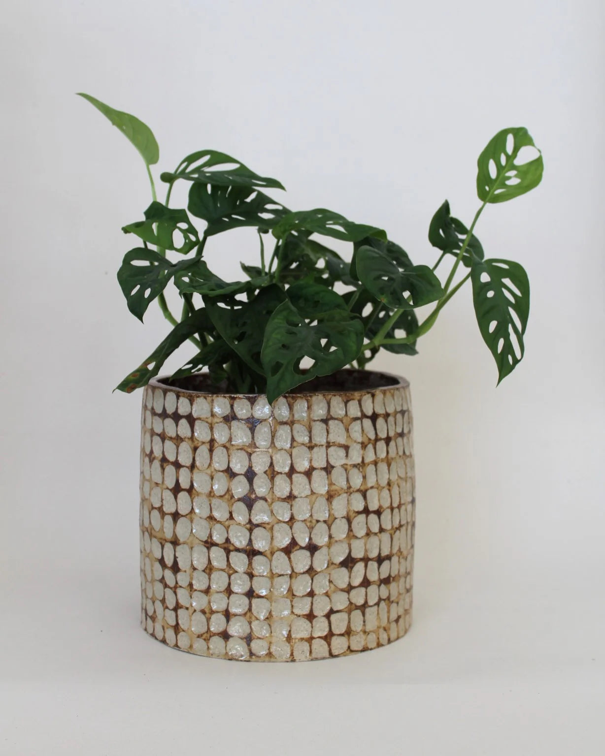 Tronco Planter | House of Nomad x UMI